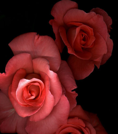 3 pink roses_2.jpg