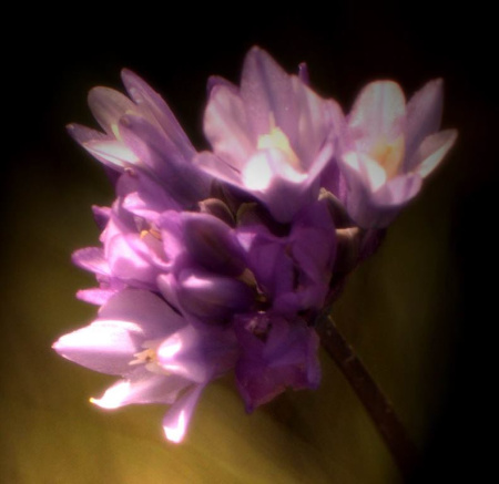 flower 1.jpg