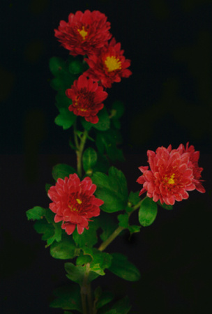 lake kathern flower.jpg