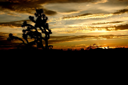 Mojave Evening.jpg
