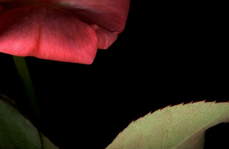 pink rose 5.jpg