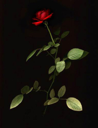 Red Rose.jpg