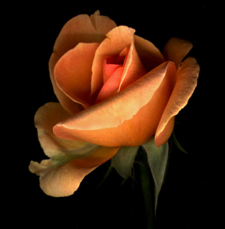 revised orange rose.jpg