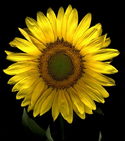 ironhand-sunflowerr-001.jpg