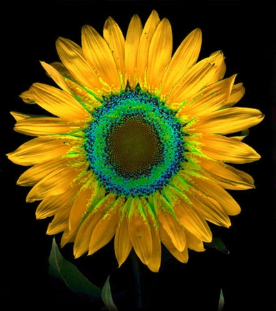 ironhand-sunflowerr-003.jpg