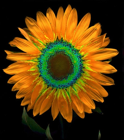 ironhand-sunflowerr-004.jpg