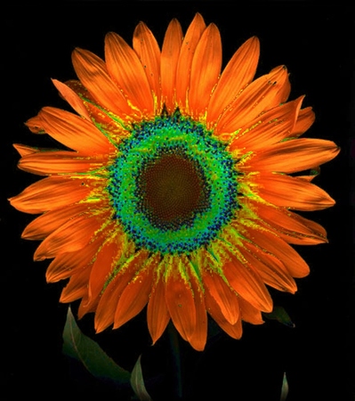 ironhand-sunflowerr-005.jpg