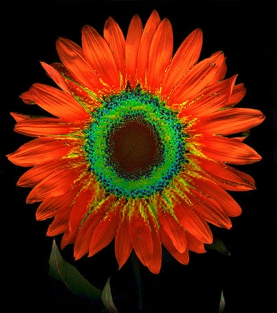 ironhand-sunflowerr-006.jpg