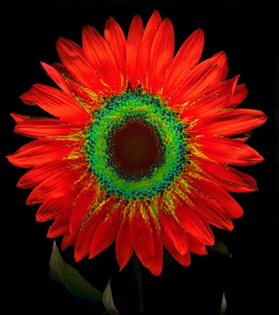 ironhand-sunflowerr-007.jpg