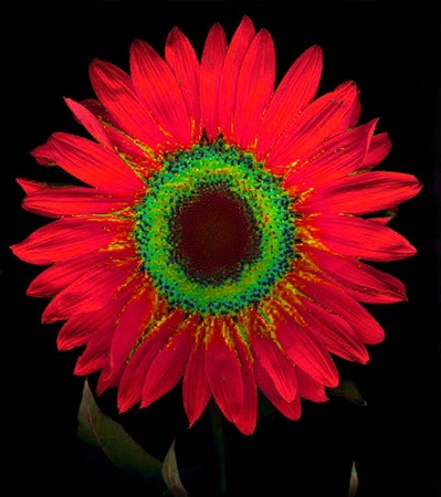 ironhand-sunflowerr-008.jpg