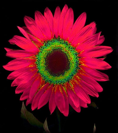 ironhand-sunflowerr-009.jpg