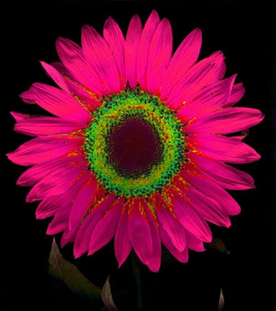 ironhand-sunflowerr-010.jpg