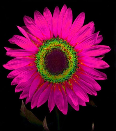 ironhand-sunflowerr-011.jpg