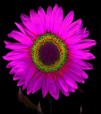 ironhand-sunflowerr-013.jpg