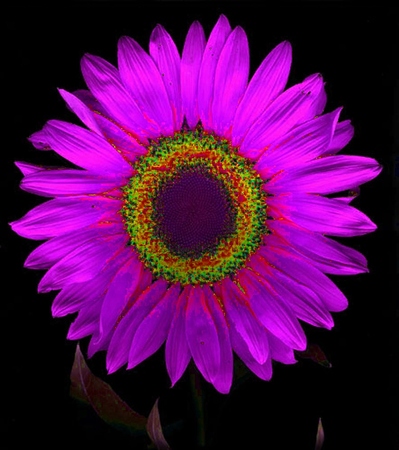 ironhand-sunflowerr-014.jpg