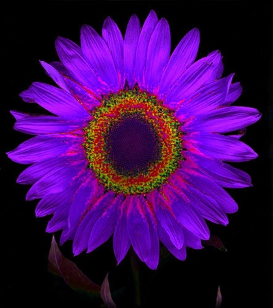 ironhand-sunflowerr-016.jpg