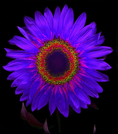 ironhand-sunflowerr-017.jpg