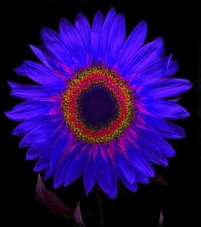 ironhand-sunflowerr-018.jpg
