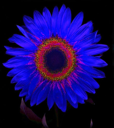 ironhand-sunflowerr-019.jpg
