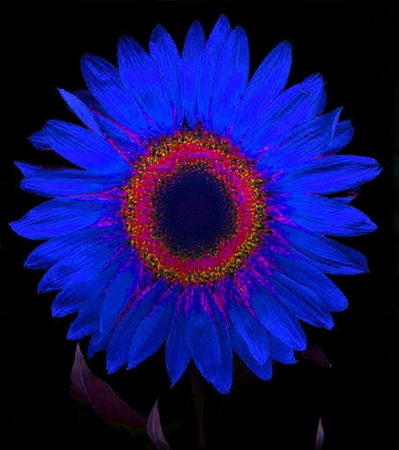 ironhand-sunflowerr-020.jpg