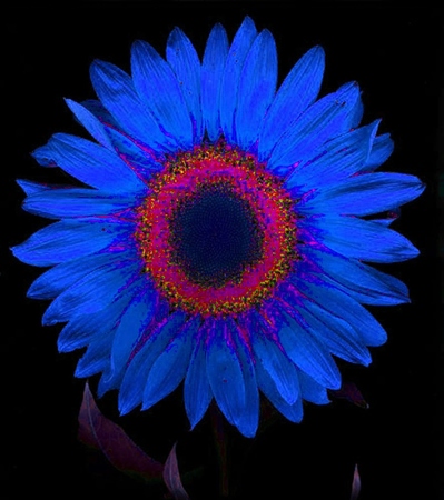 ironhand-sunflowerr-021.jpg