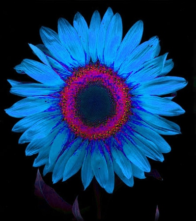 ironhand-sunflowerr-023.jpg