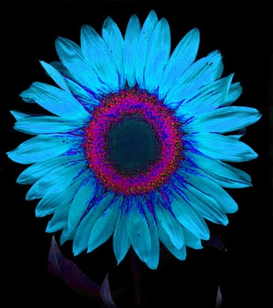 ironhand-sunflowerr-024.jpg