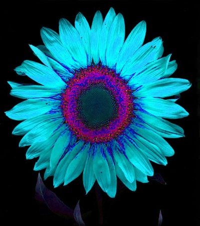 ironhand-sunflowerr-025.jpg