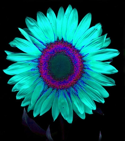 ironhand-sunflowerr-026.jpg