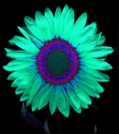ironhand-sunflowerr-027.jpg