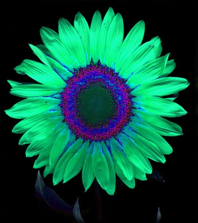 ironhand-sunflowerr-028.jpg