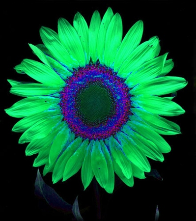 ironhand-sunflowerr-029.jpg
