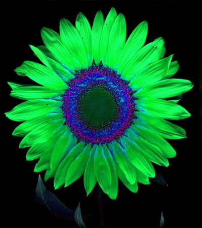 ironhand-sunflowerr-030.jpg