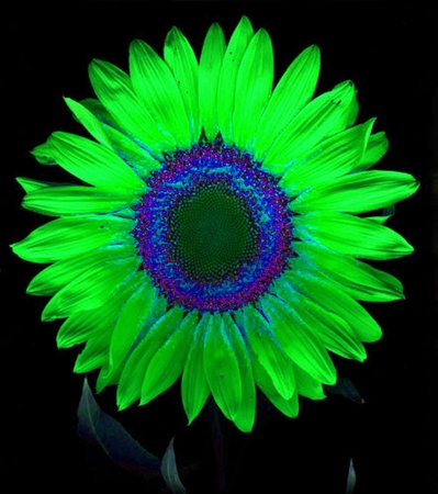 ironhand-sunflowerr-031.jpg