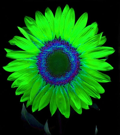 ironhand-sunflowerr-032.jpg