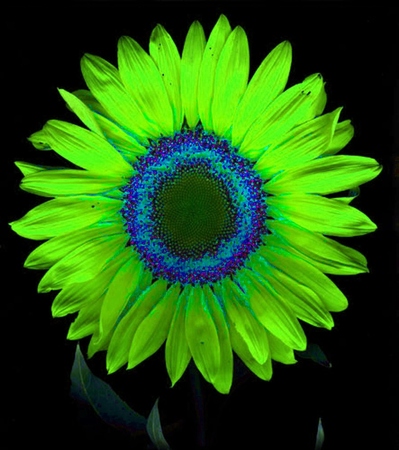 ironhand-sunflowerr-034.jpg