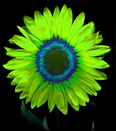 ironhand-sunflowerr-035.jpg