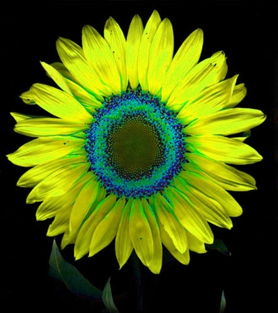 ironhand-sunflowerr-037.jpg