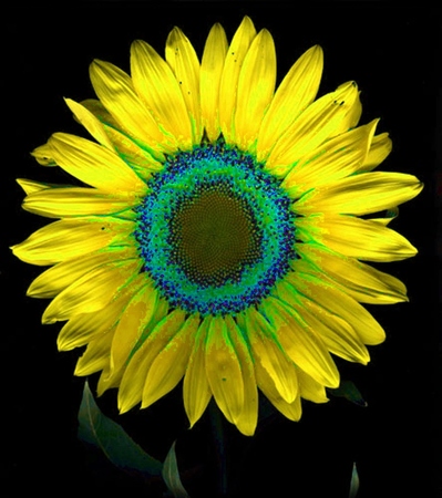 ironhand-sunflowerr-038.jpg