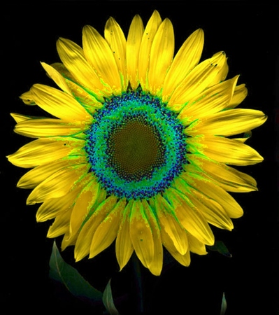 ironhand-sunflowerr-039.jpg