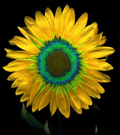 ironhand-sunflowerr-040.jpg