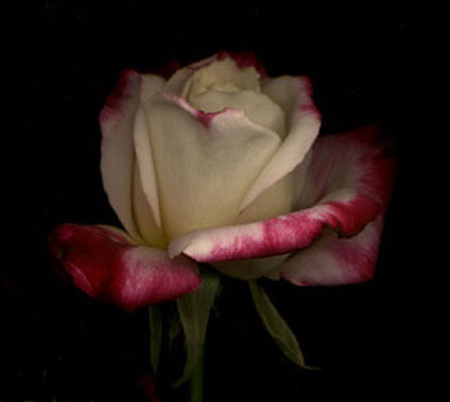 ironhand-rose-001.jpg