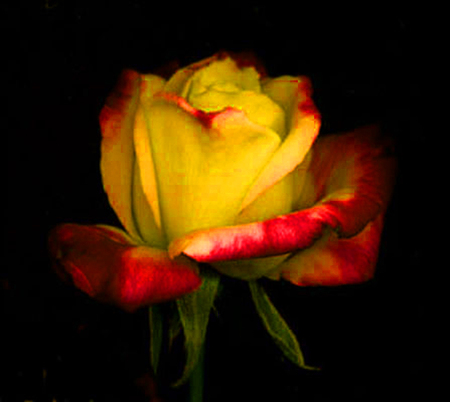 ironhand-rose-002.jpg