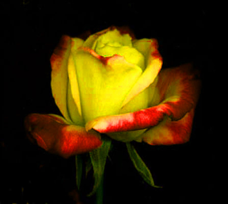 ironhand-rose-003.jpg