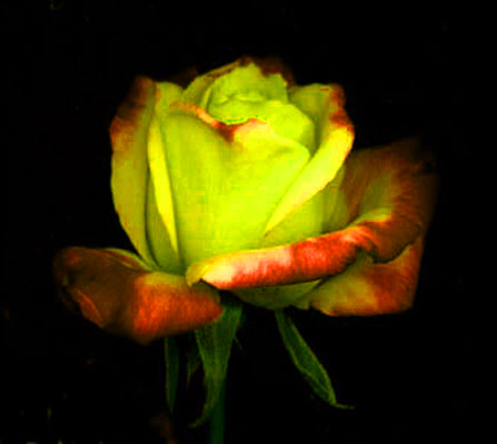 ironhand-rose-004.jpg