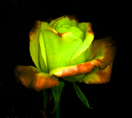 ironhand-rose-005.jpg