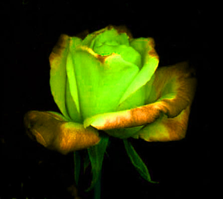 ironhand-rose-006.jpg