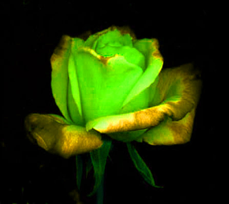 ironhand-rose-007.jpg