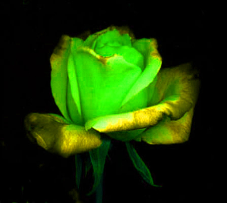 ironhand-rose-008.jpg