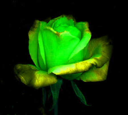 ironhand-rose-009.jpg